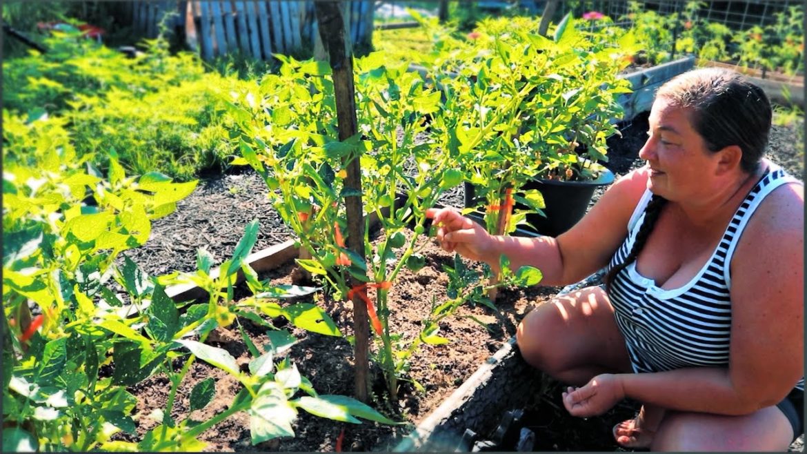 Start A Garden Right NOW | Backyard Garden Tour