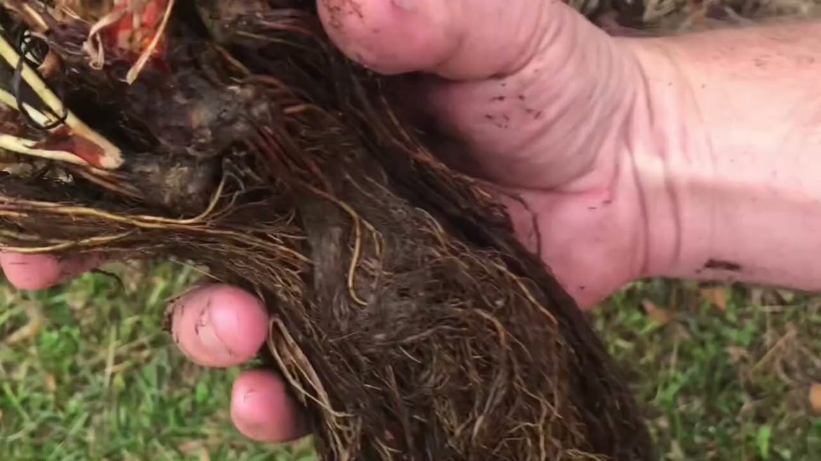 How to grow Strawberries in Gutters