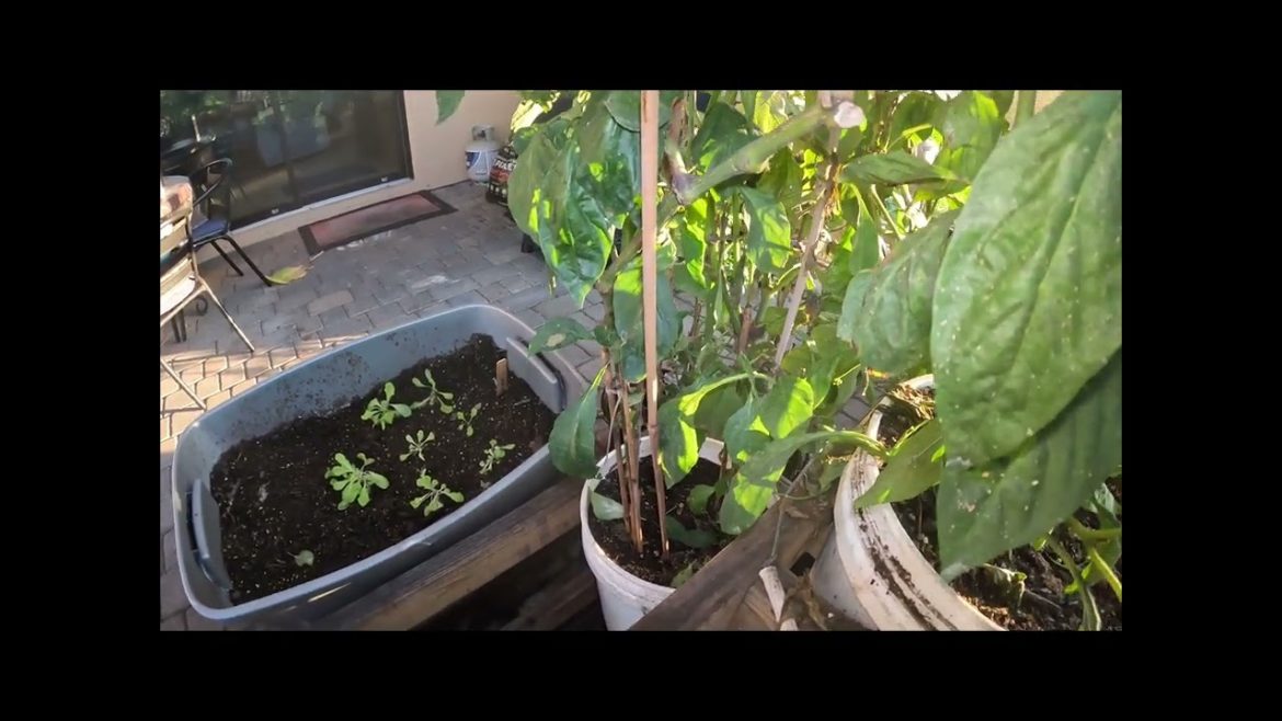 Backyard Grocery Store – Plant What You Like To Eat Backyard Grocery Store - Plant What You Like To Eat