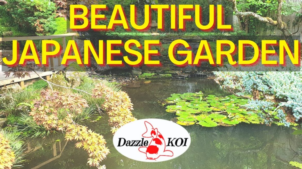 Dazzle Koi visits St Mawgan Japanese Garden - Cornwall