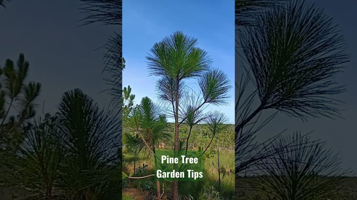 Pine tree garden design tips | How to design garden with pine tree? Pine tree garden design tips | How to design garden with pine tree?
