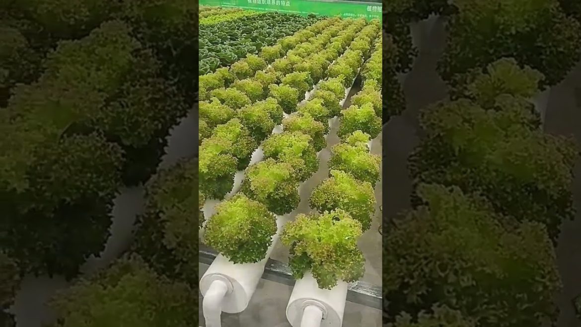 DIY Satisfying   Hydroponic Vegetables Gardening Indoors   #shorts