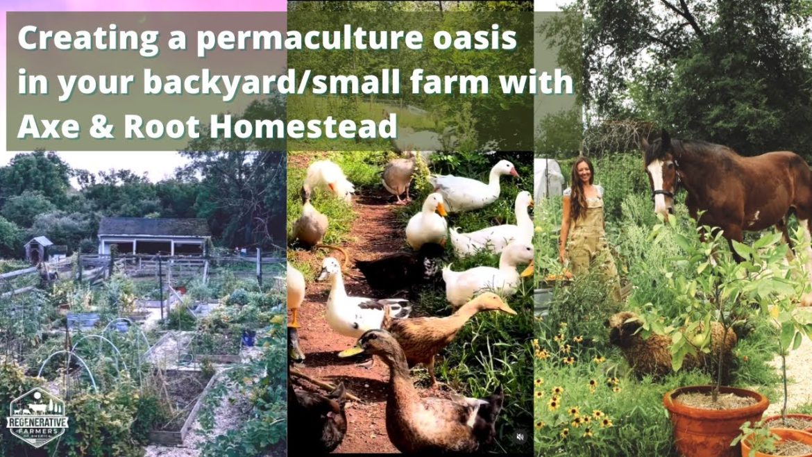 Creating a permaculture oasis in your backyard/small farm with Axe & Root Homestead Creating a permaculture oasis in your backyard/small farm with Axe & Root Homestead