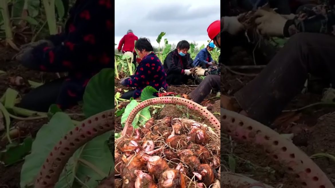 Taro harvest season