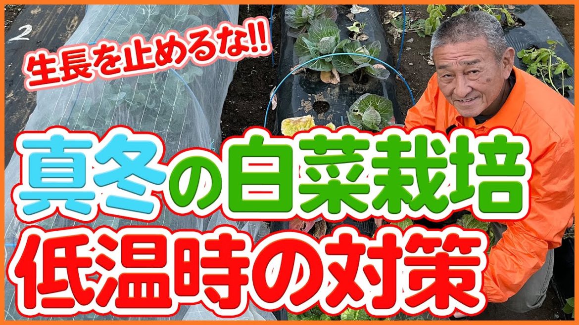 家庭菜園や農園の白菜栽培で冬も生長を止めない!低温時の保温対策や真冬時の白菜の育て方を徹底解説!/Tips for growing Chinese cabbage in cold weather. 家庭菜園や農園の白菜栽培で冬も生長を止めない!低温時の保温対策や真冬時の白菜の育て方を徹底解説!/Tips for growing Chinese cabbage in cold weather.