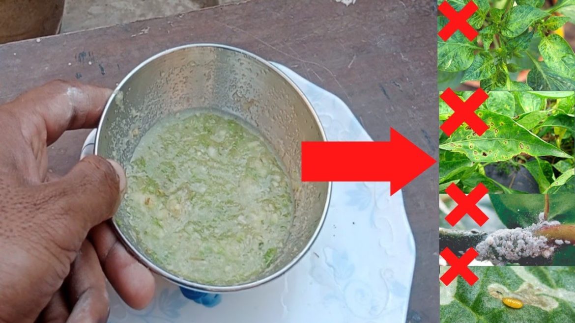 prepare a pesticide for the Plants from Kitchen Supplies / Podon k liye Spray bnaye free me.