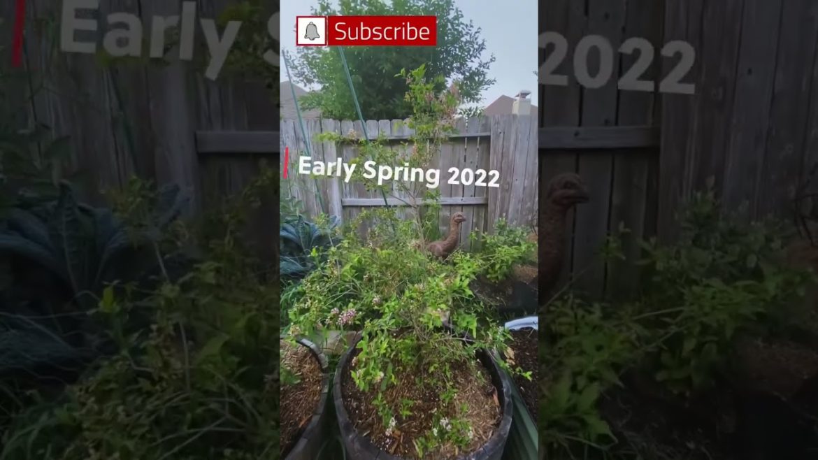 Barbados Cherry Tree (Before & After ) #gardening #shorts #trees #beforeandafter Barbados Cherry Tree (Before & After ) #gardening #shorts #trees #beforeandafter