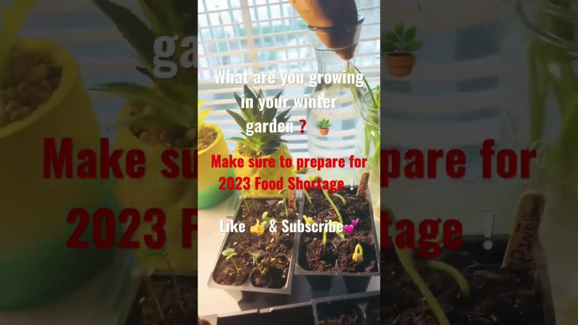 Stocking Up & Gardening For 2023 Food Shortages! #savingmoney #growingyourownfood #stockpilefood Stocking Up & Gardening For 2023 Food Shortages! #savingmoney #growingyourownfood #stockpilefood