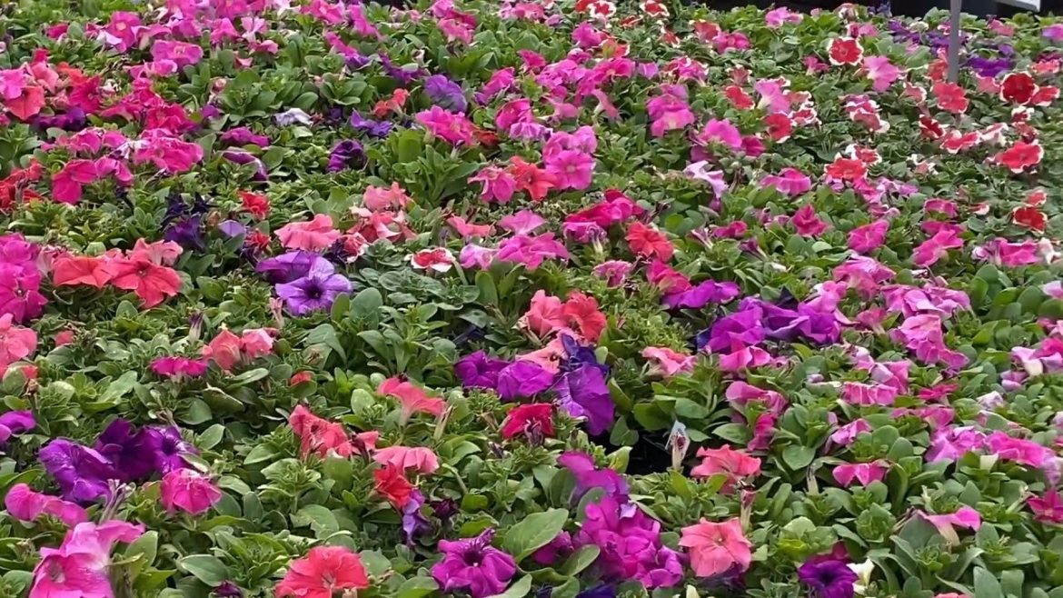 Garden Time//Summer Gardening//Time To Gardening