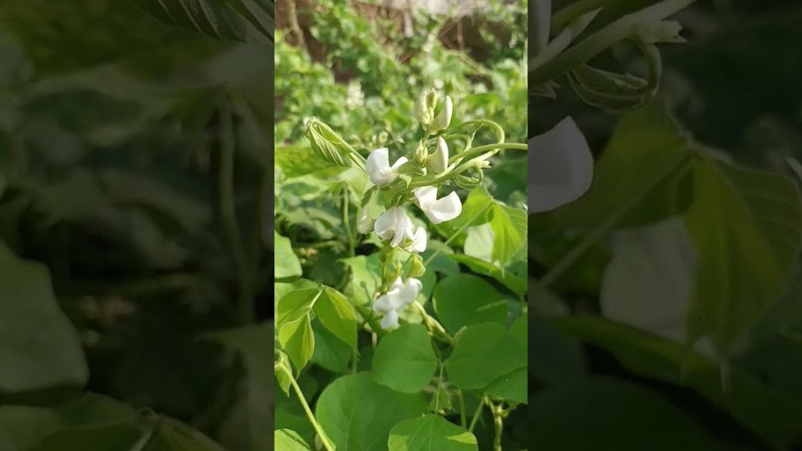 Flower of वेजिटेबल #shorts #new #video #youtube Flower of वेजिटेबल #shorts #new #video #youtube