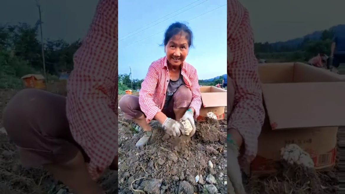 Harvest Lily root for food