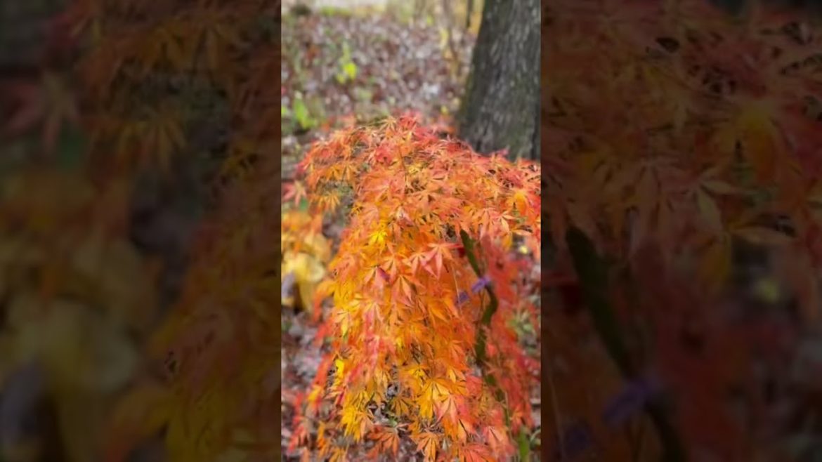 ‘Fountain of Youth’ Japanese maple #japanesemaple #mrmaple