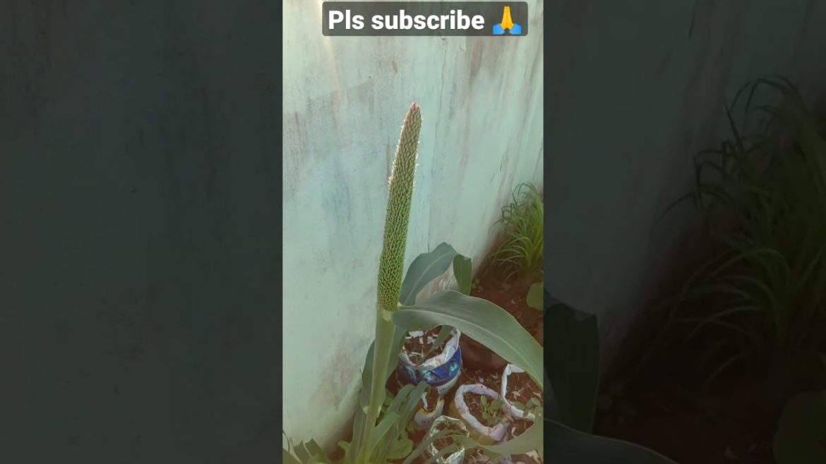 அழகு😍😍 #shorts #shortsfeed #millet #nature #natural #garden #gardening #gardeningtips #ytshorts