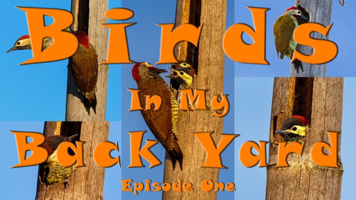 Birds In My Backyard: Golden olive Woodpecker Birds In My Backyard: Golden olive Woodpecker