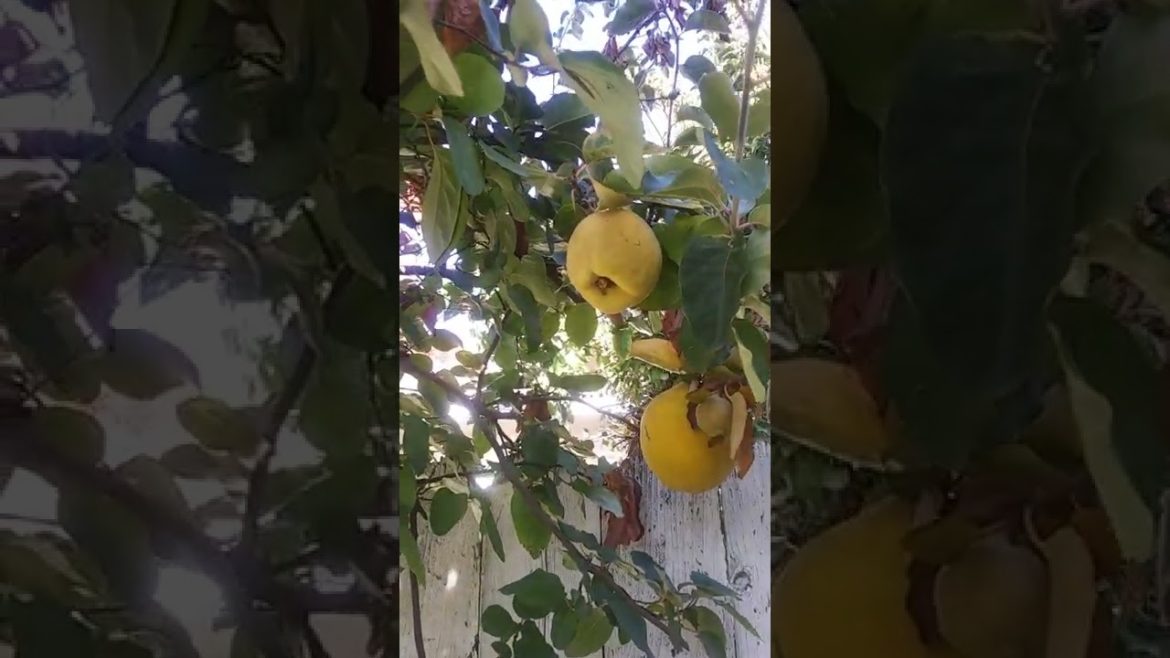 Fall Front yard fruit tree tour