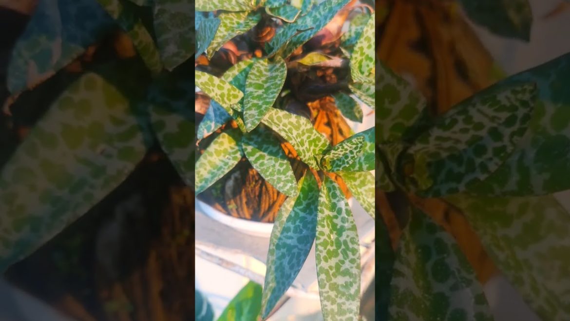 BEAUTIFUL KOKEDAMA #kokedama #koke #dama #bonsai #bonsaitree #anthurium #viral #shorts