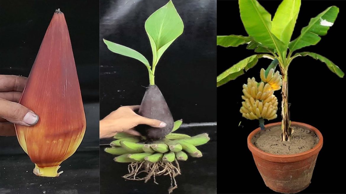 Creative method How to grow banana tree from banana flower || banana root