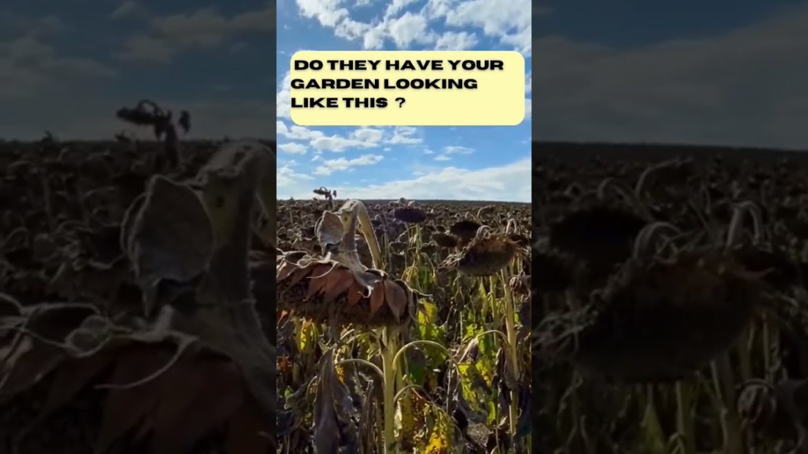 Are aphids ruining your garden? #gardenshorts #shorts #gardeningtips Are aphids ruining your garden? #gardenshorts #shorts #gardeningtips