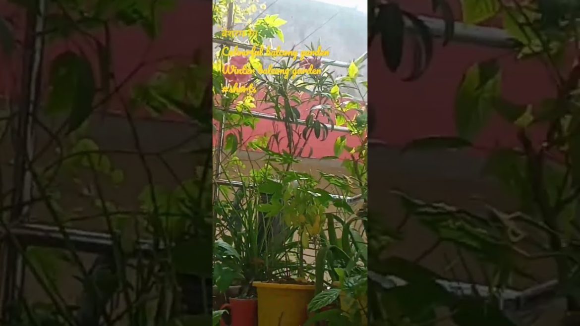 winter balcony garden|garden tour|gardening ideas for home|#shorts#youtubeshort#shortvideo