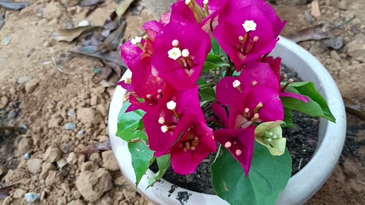# winter Gardening. # Bougainvillea Heavy flowering and care tips.# শীতের ফুল গাছ #বুগেনভেলিয়া গাছ # winter Gardening. # Bougainvillea Heavy flowering and care tips.# শীতের ফুল গাছ #বুগেনভেলিয়া গাছ