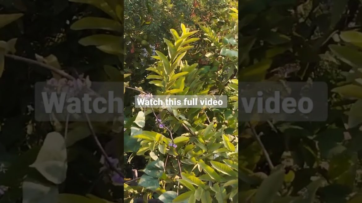 village fresh guava trees from my home garden #guavatree #guavafruit #shorts #ninja fruit cutting village fresh guava trees from my home garden #guavatree #guavafruit #shorts #ninja fruit cutting