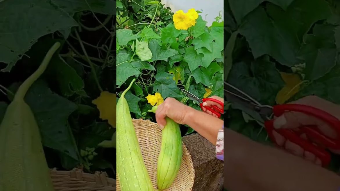 how to growth vegetable /gardening ideas for home