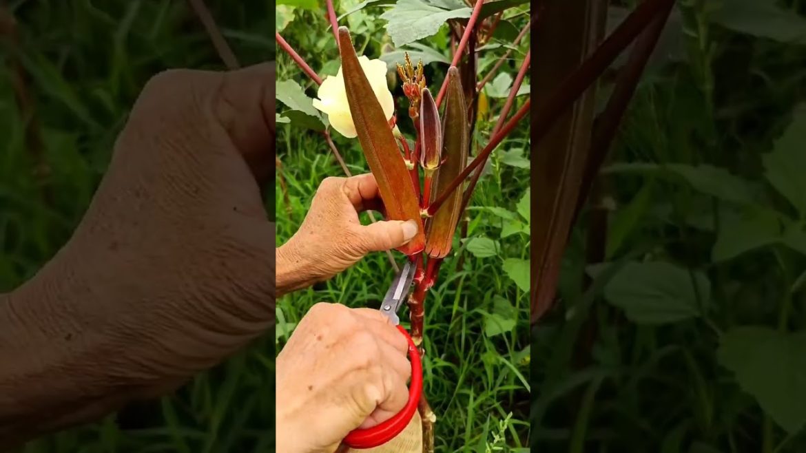 how to growth vegetable /gardening ideas for home