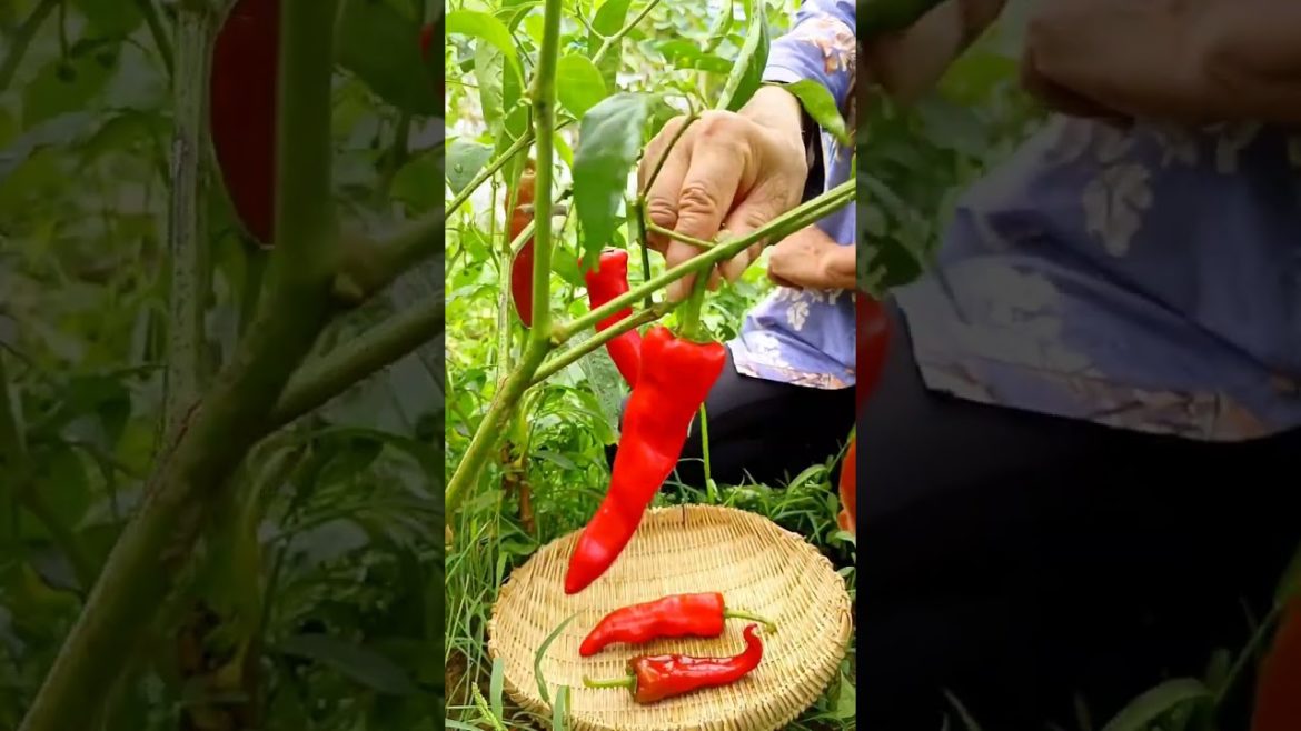 how to growth vegetable /gardening ideas for home