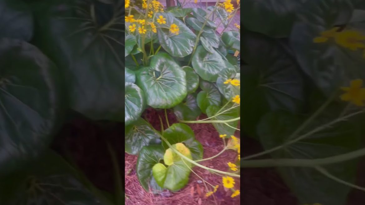 Japanese Holly Fern 😍😍😍