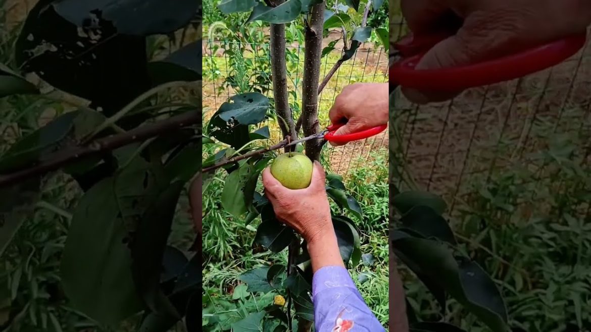 how to growth vegetable /gardening ideas for home how to growth vegetable /gardening ideas for home