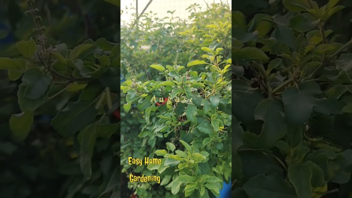 Gardening Shorts Video || #Shorts #gardening #easyhomegardening