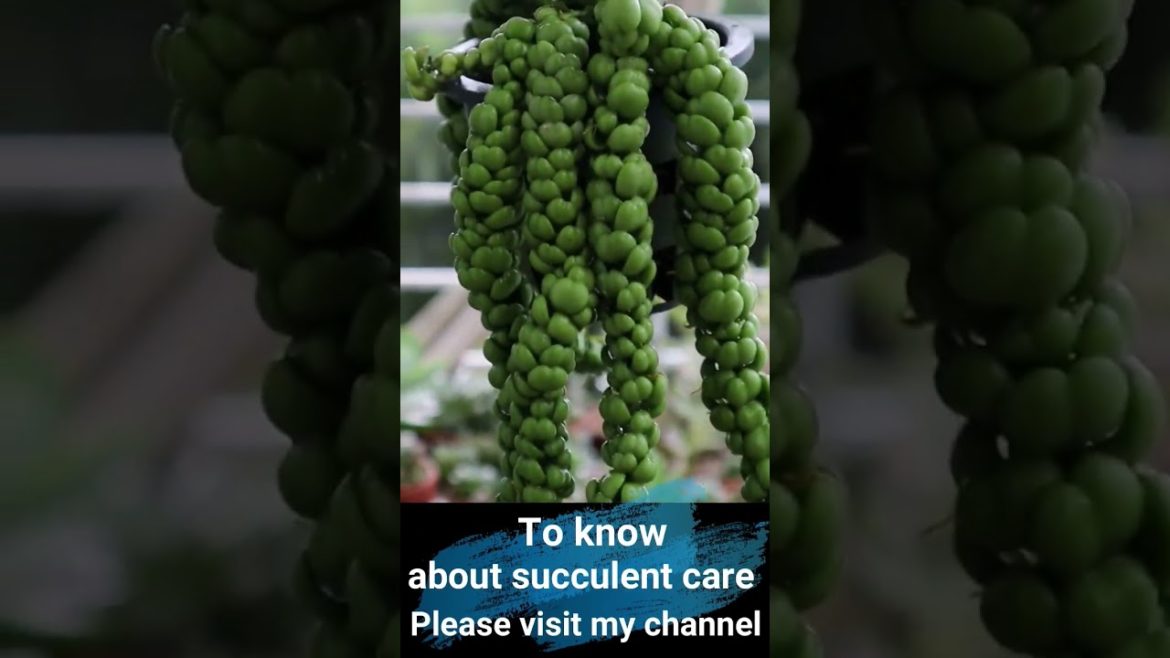 My balcony garden/plants/gardening ideas for home โค๐๐How to grow succulent in a balcony My balcony garden/plants/gardening ideas for home โค๐๐How to grow succulent in a balcony