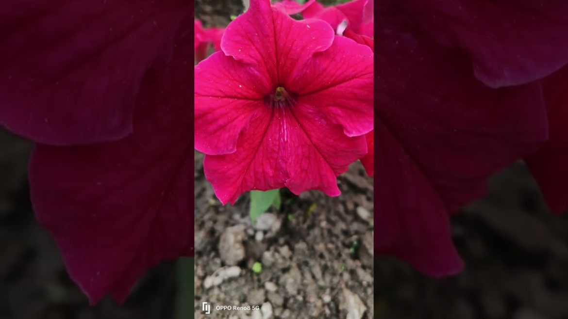 popular flowers 2022 |beautiful flower images# trend tiktok#reels #flower#shorts popular flowers 2022 |beautiful flower images# trend tiktok#reels #flower#shorts