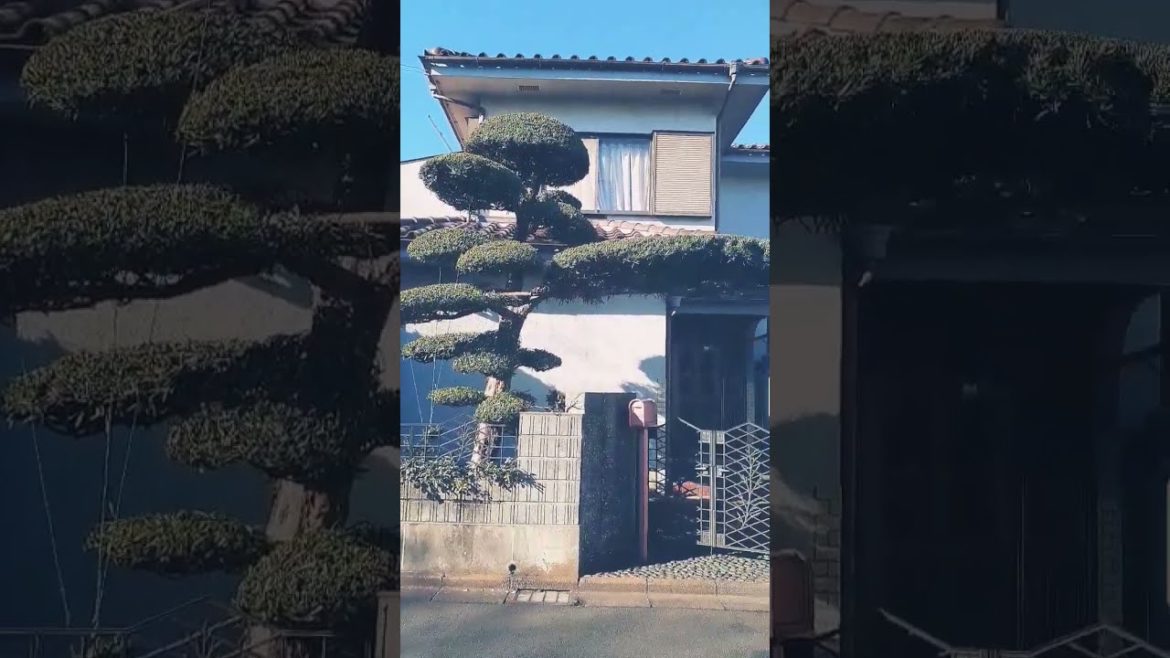 Japanese bonsai entrance