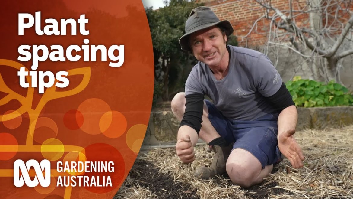 Tips for spacing out plants in your garden | Gardening 101 | Gardening Australia Tips for spacing out plants in your garden | Gardening 101 | Gardening Australia