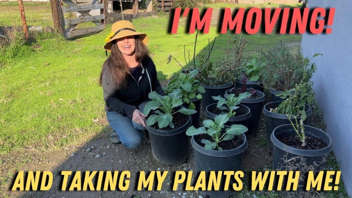 Transplanting and Moving Plants – THE BIG MOVE #1 Transplanting and Moving Plants - THE BIG MOVE #1
