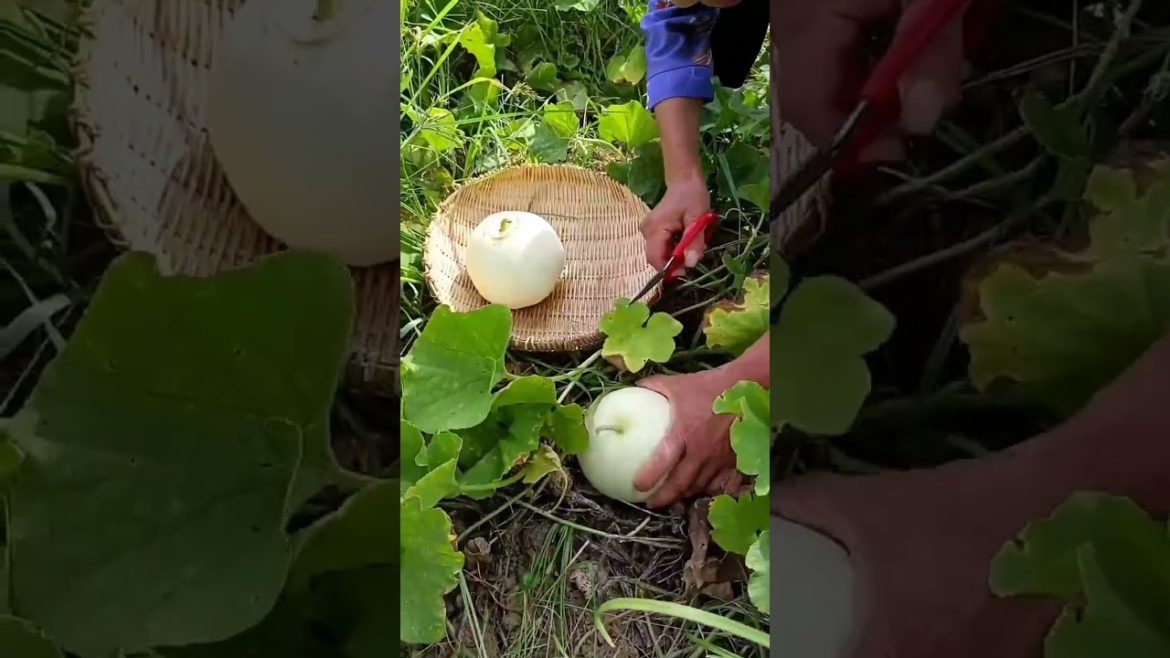 how to growth vegetable /gardening ideas for home how to growth vegetable /gardening ideas for home