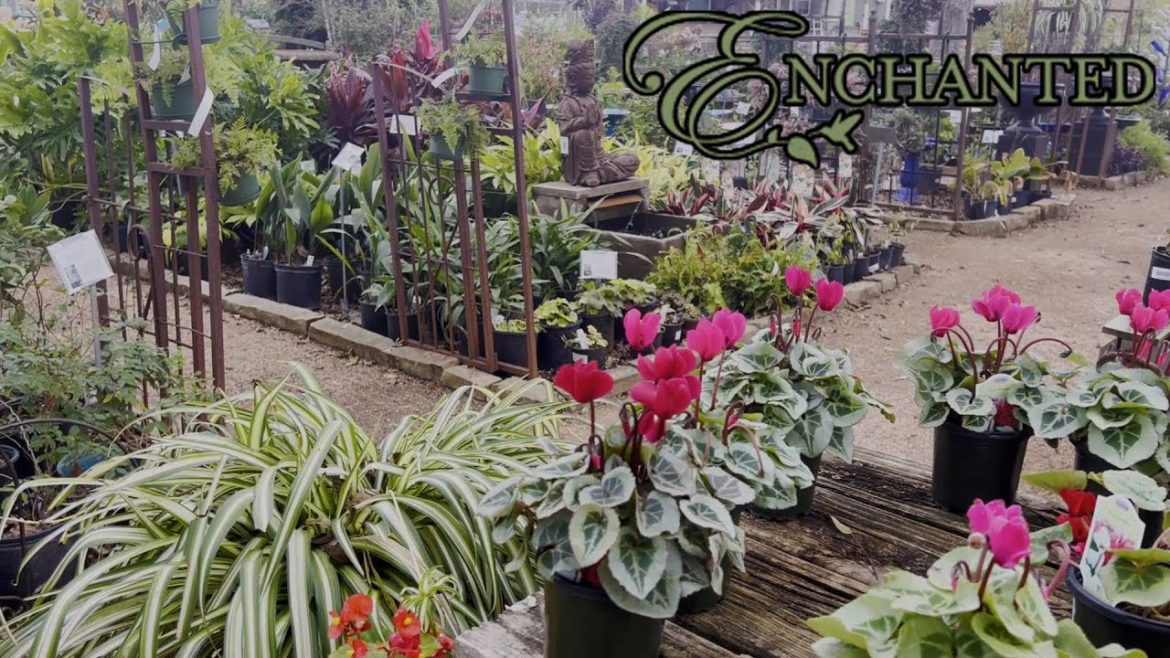 Relaxing Plant Shopping Trip | HUGE Philodendron Jose Buono + Trailing Hoyas! π Relaxing Plant Shopping Trip | HUGE Philodendron Jose Buono + Trailing Hoyas! π