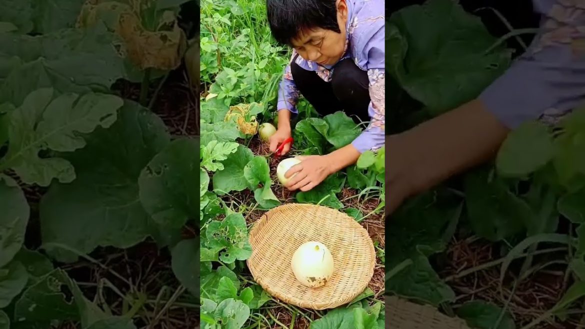 how to growth vegetable /gardening ideas for home how to growth vegetable /gardening ideas for home