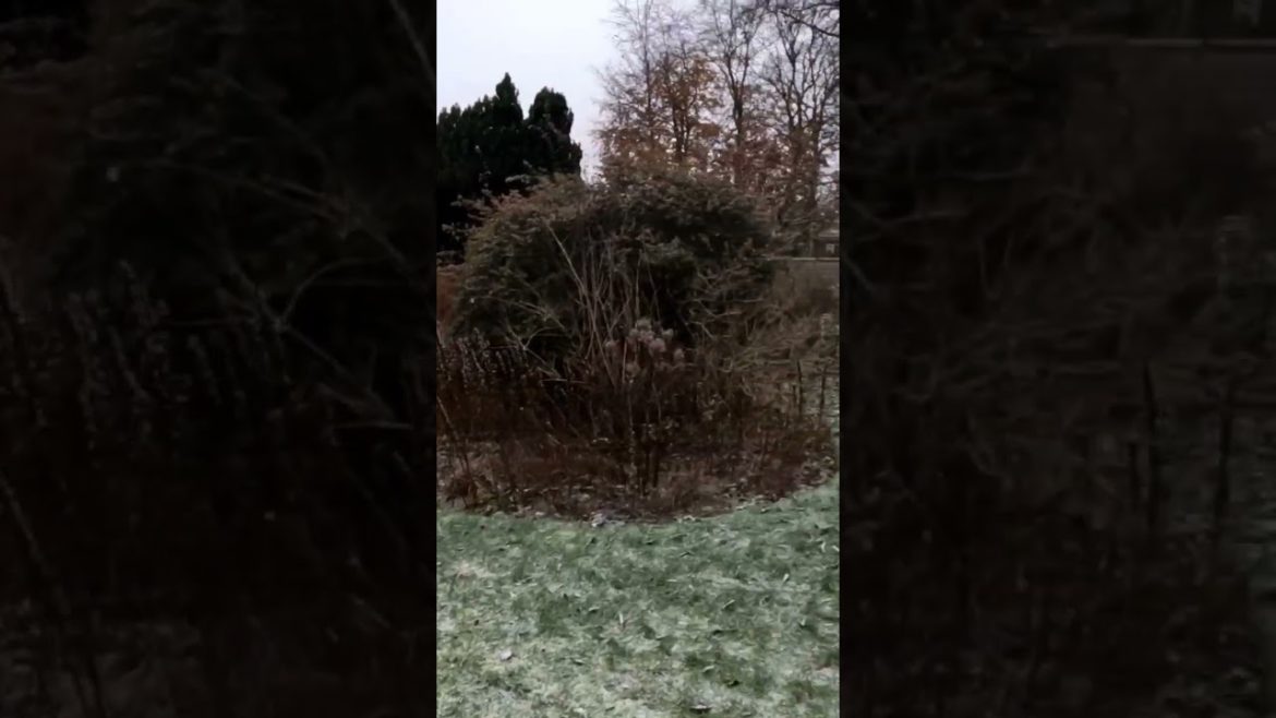 My New Garden in the Snow #gardening