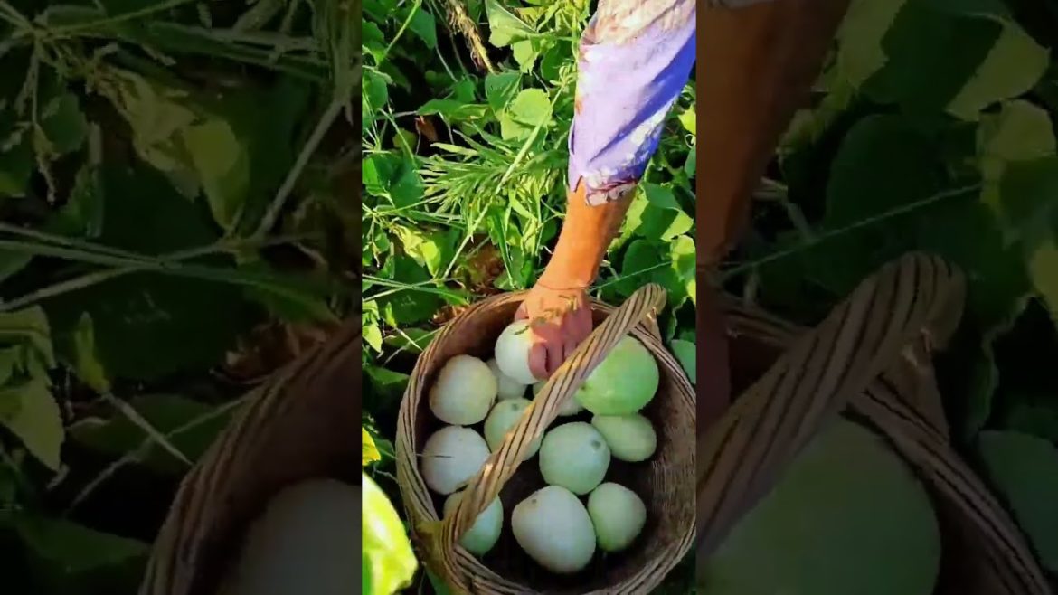 how to growth vegetable /gardening ideas for home how to growth vegetable /gardening ideas for home