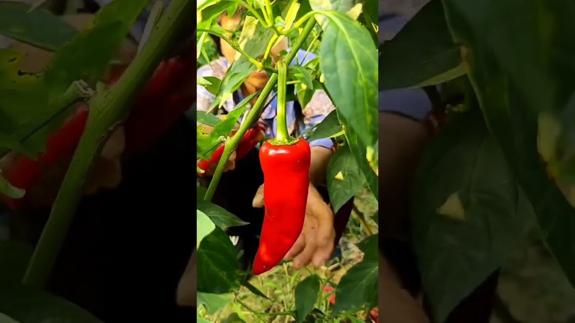 how to growth vegetable /gardening ideas for home