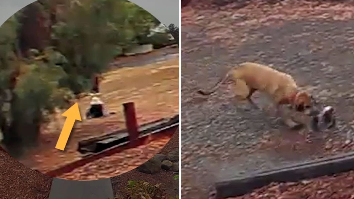 California police SWAT leader guns down neighbor's dog, releases video to defend actions