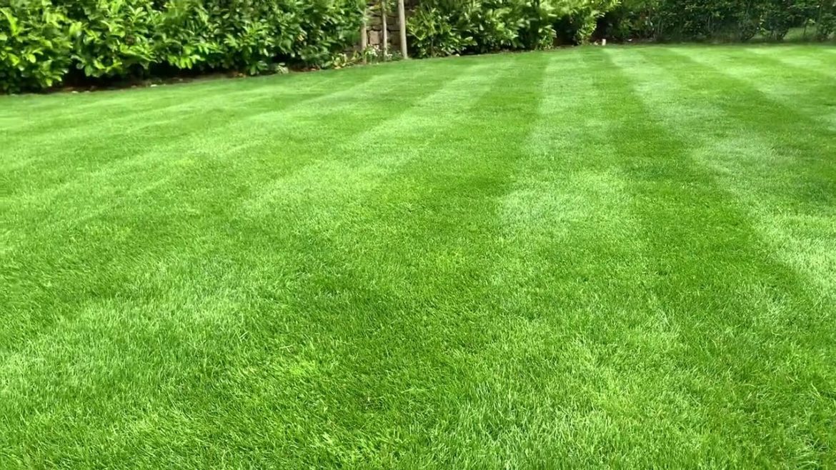WHAT HAPPENS if you cut a lawn to 21mm? - All Gardening