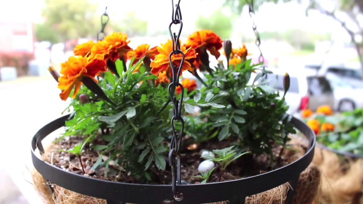 March FULL Garden Tour and Projects: Dallas Urban Container Garden Answer (2019) March FULL Garden Tour and Projects: Dallas Urban Container Garden Answer (2019)