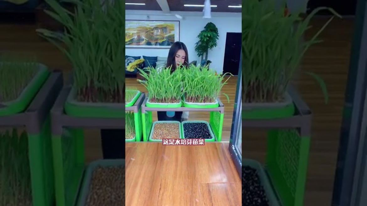 Episode 341 plant #shorts Episode 341 plant #shorts