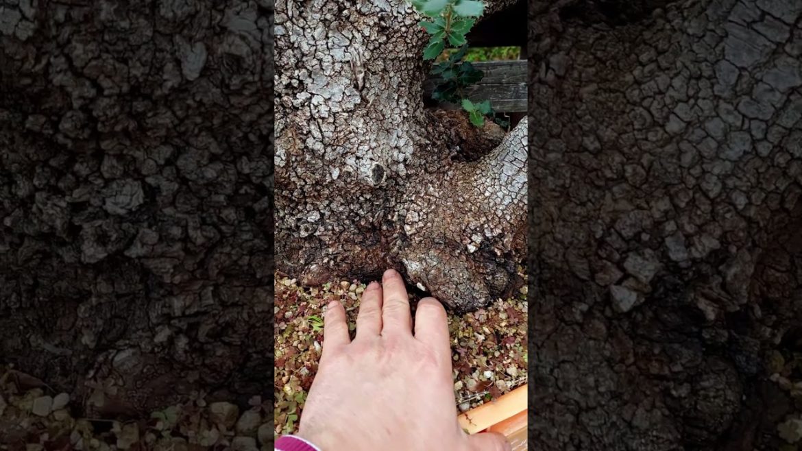 Ilex ready for second step