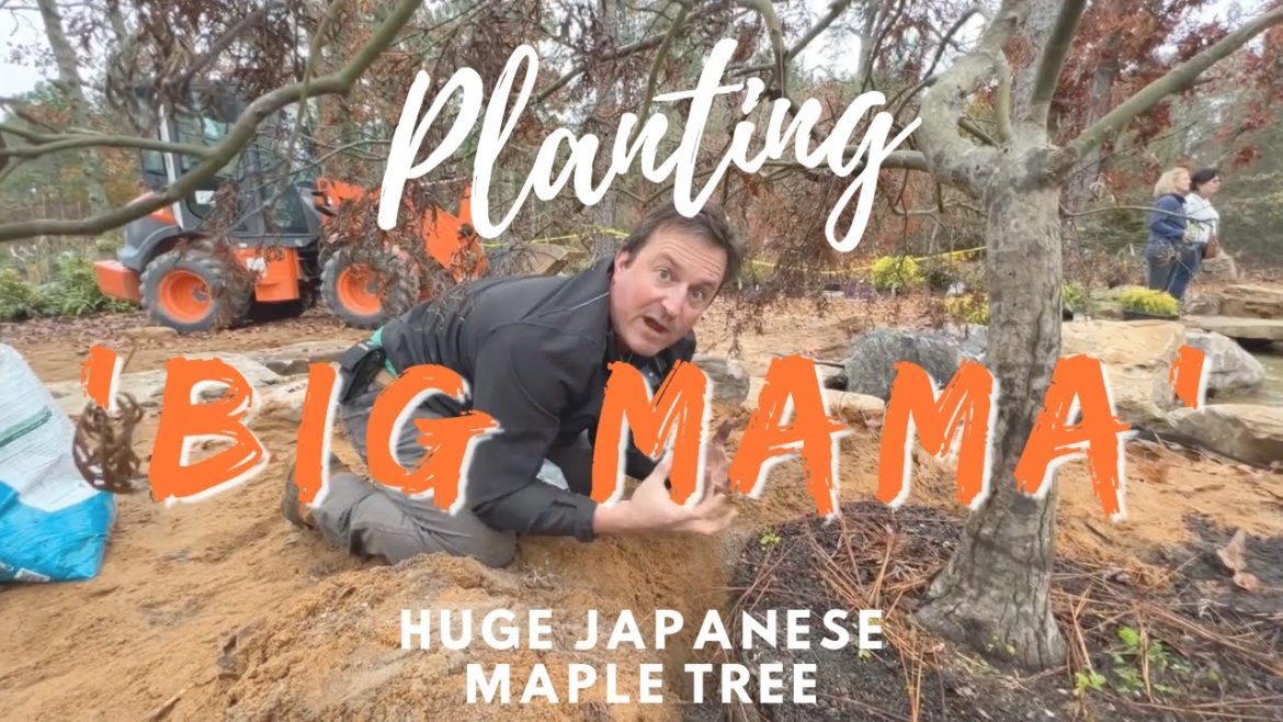 Planting ‘Big Mama’ HUGE Japanese Maple Tree 🍁 🌳
