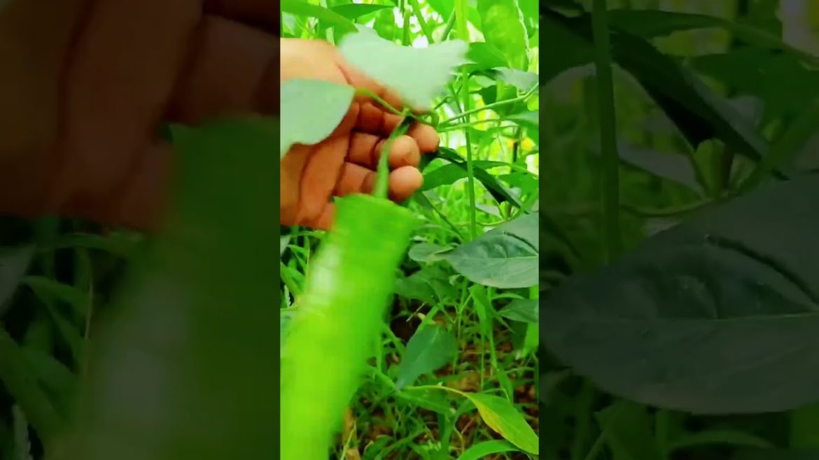 how to growth vegetable /gardening ideas for home how to growth vegetable /gardening ideas for home