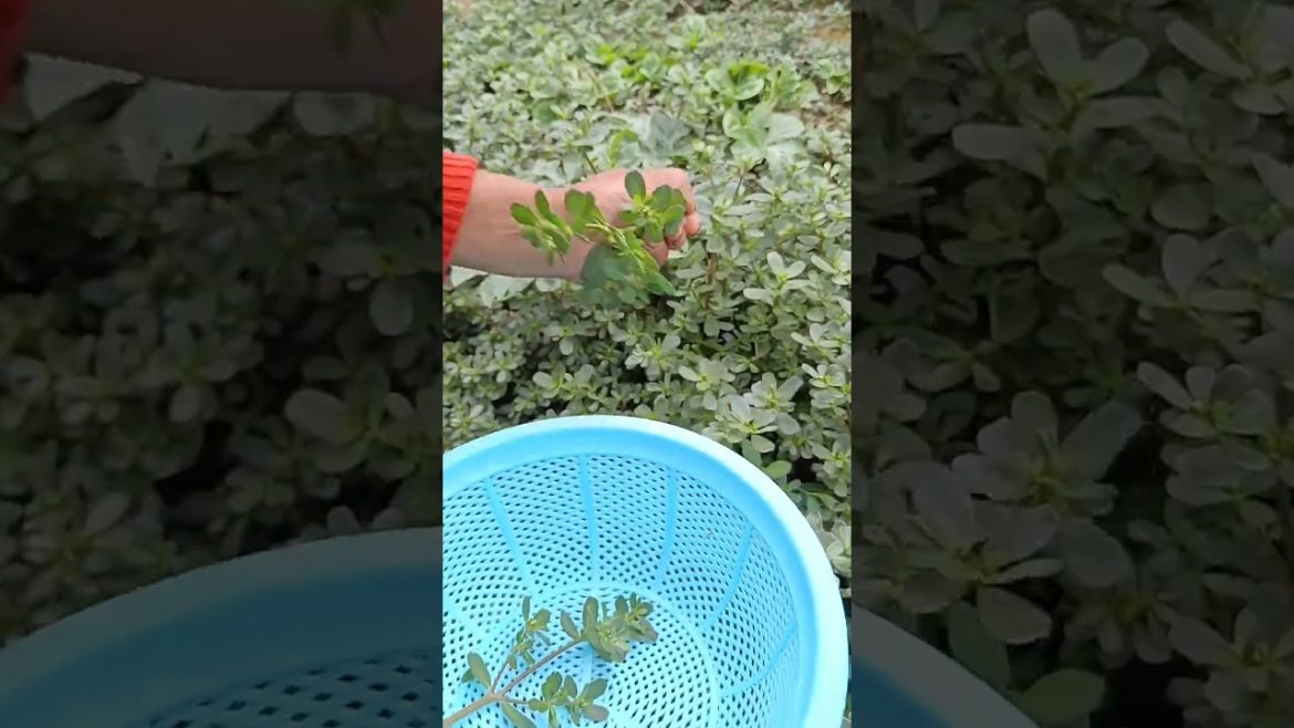 how to growth vegetable /gardening ideas for home how to growth vegetable /gardening ideas for home